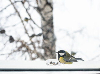 Great Tit Bird Eating Seeds on the Windowsill in Winter