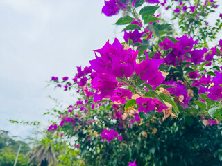 ブーゲンビリアの花