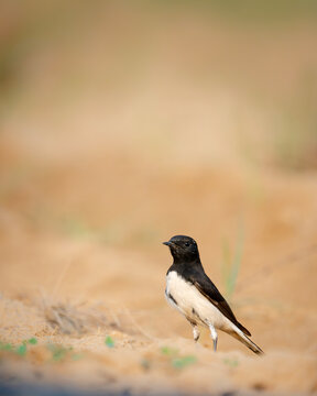 The bird pictured is a male Variable Wheatear (Oenanthe picata), specifically the black-and-white form. 