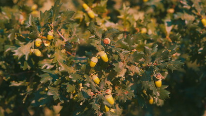Vibrant Oak Tree Acorns Nestled Among Lush Green Leaves of Natures Abundant Flourishing Ecosystem