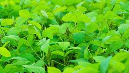 Lush, Vibrant Soybean Green Foliage Accompanied by Healthy Leaves Flourishing in a Bright...