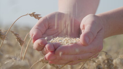 Hands are delicately Holding Grains in a lush Wheat Field beneath the warm sunlight