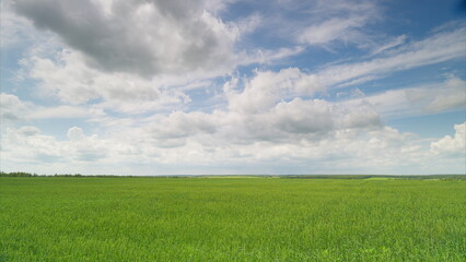Obraz premium A Vast and Lush Green Field Stretching Under a Bright Sky Filled with Fluffy Clouds
