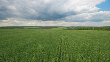 Obraz premium Vast and Expansive Green Fields Stretching Under a Dramatically Cloudy and Rich Sky