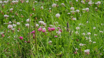 Fototapeta premium A Beautiful Vibrant Meadow Filled with Cheerful Pink and White Wildflower Blooms