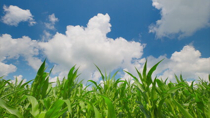 Obraz premium A Vast and Lush Green Cornfield Extending Under a Bright, Clear, and Inviting Blue Sky Above