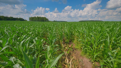 A Lush Cornfield Flourishing Under a Bright Blue Sky Decorated with Fluffy Clouds