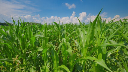 A Lush Green Cornfield Flourishing Harmoniously Beneath a Bright and Clear Blue Sky