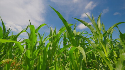 A Vibrant Cornfield Flourishing Brightly Under a Beautiful and Clear Blue Sky High Above Us