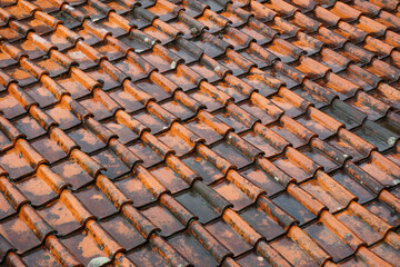 The house roof tiles made of clay were covered in moss and looked wet when it rained during the day