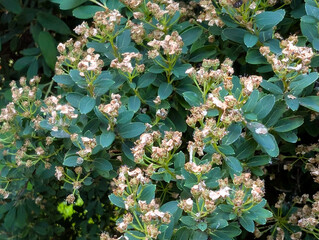 Dark Green Foliage and Fading Flower Clusters of Mountain Laurel