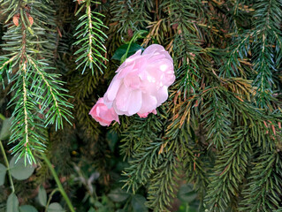 Soft Pink Rose Bloom Framed by Dark Green Spruce Needles