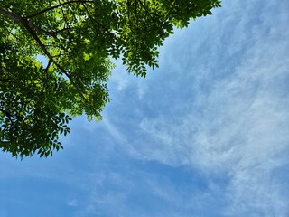 Looking up at green tree leaves framing a bright blue sky on a clear day. Copy space background