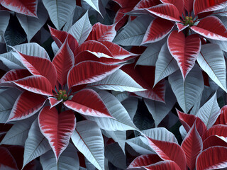 Vibrant Red and White Poinsettia Flowers Close-up Photography High-Resolution Image for Holiday Decor Inspiration