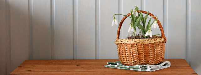 Snowdrops in wicker basket bringing spring freshness. spring banner