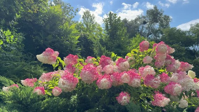 Park with hydrangea paniculata bush, green trees, juniper shrubs.