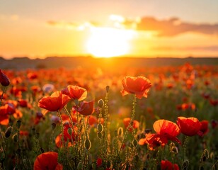 Fototapeta premium Field of red poppies bathed in warm golden light at sunset