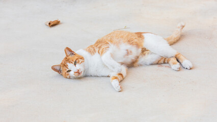 Orange and White Cat Lying on Light Colored Ground