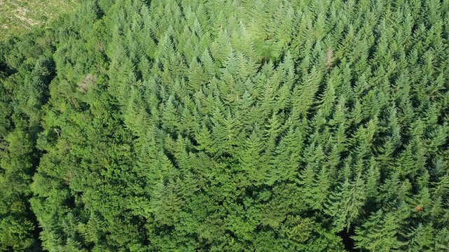 Drone shot of dense green forest in the Morvan region, showcasing a mix of coniferous and deciduous trees from above.