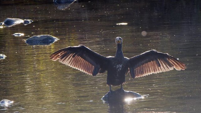 Slo mo backlit cormorant extends wings on dark river as fluff drifts by