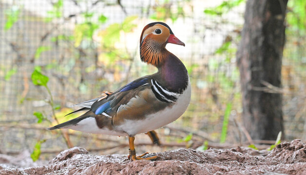Male Mandarin Duck Roosting in Woodlands, Natural Wildlife
