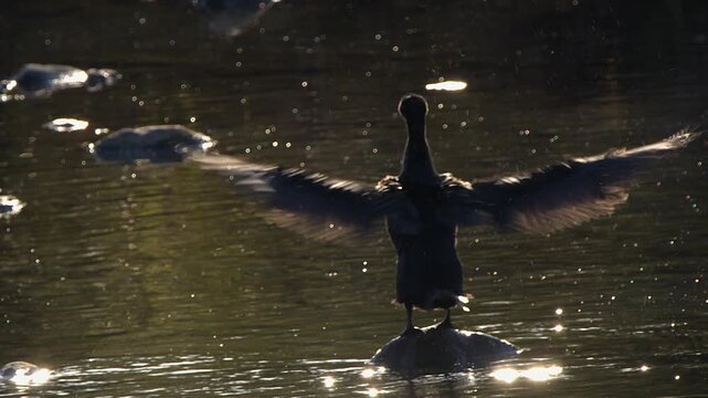 Cormorant flaps wings, wags tail on dark river with back lighting