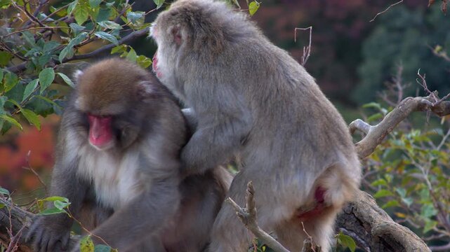 Female Macaque monkey seems mystified by quick mount by mate in tree
