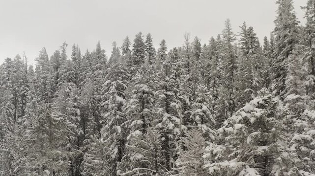 Sierra Nevada winter canopy in the Lakes Basin, where lodgepole pines support a heavy accumulation of fresh powder revealing Twin Falls in Inyo National Forest, Mono County, California.
