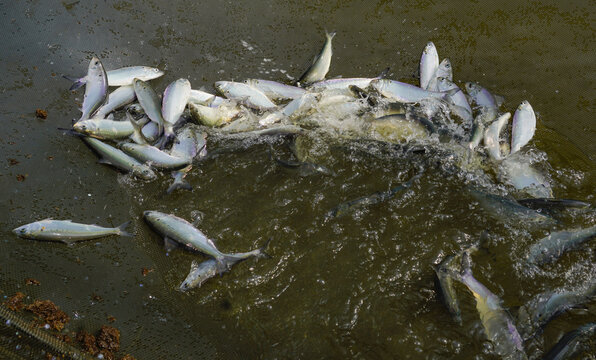 Fish School Jumping in Nets During Breeding Season Harvest