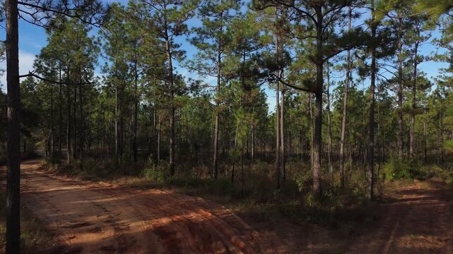 Sandy trail splits at fork, pine forest ecosystem in Blackwater River State Park, aerial exploration dolly