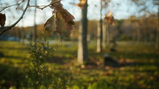 Small tombstone or memorial monument sits quietly beneath rows of trees in a serene park filled with fallen autumn leaves and soft light.  
