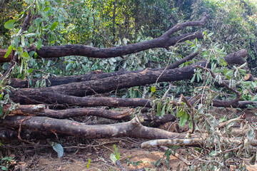 Obraz premium Pile of Cut Tree Trunks in Forest