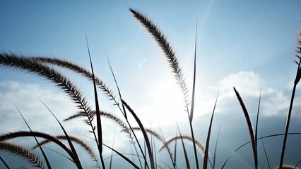 Silhouetted grasses swaying against a bright sunlit sky with soft clouds