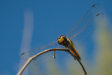 Dragonfly Resting on Branch Against Clear Blue Sky