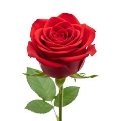 Red rose bloom love flower romance on transparent background