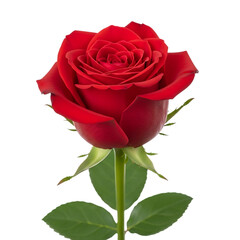Red rose bloom flower love romance on transparent background
