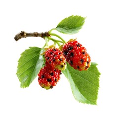 Fresh mulberries on a branch with vibrant green leaves, showing glossy red ripened berries and detailed natural texture.