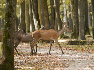 Cerf &eacute;laphe (Cervus elaphus) et biches en for&ecirc;t, grands cervid&eacute;s sauvages en milieu forestier europ&eacute;en