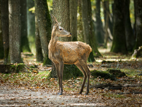 Cerf &eacute;laphe (Cervus elaphus) et biches en for&ecirc;t, grands cervid&eacute;s sauvages en milieu forestier europ&eacute;en