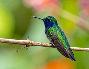 Fototapeta premium A vibrant, small bird with iridescent green and blue feathers perches on a twig, showcasing its long beak. Soft, blurred backdrop