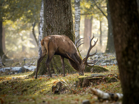 Cerf &eacute;laphe (Cervus elaphus) et biches en for&ecirc;t, grands cervid&eacute;s sauvages en milieu forestier europ&eacute;en