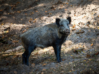 Sanglier europ&eacute;en (Sus scrofa scrofa) adulte &agrave; l&rsquo;arr&ecirc;t en milieu forestier, grand mammif&egrave;re sauvage terrestre d&rsquo;Europe