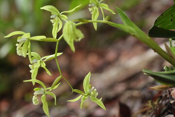 Black Orchid Flowers From Borneo Forest