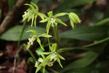 Black Orchid Flowers From Borneo Forest