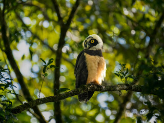 Obraz premium Brillenkauz (Pulsatrix perspicillata)