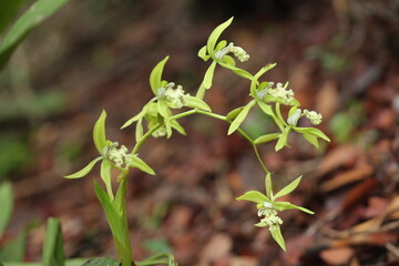 Black Orchid Flowers From Borneo Forest