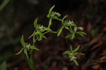 Black Orchid Flowers From Borneo Forest