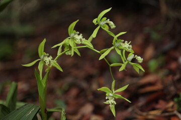 Black Orchid Flowers From Borneo Forest