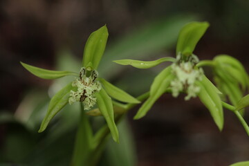 Black Orchid Flowers From Borneo Forest