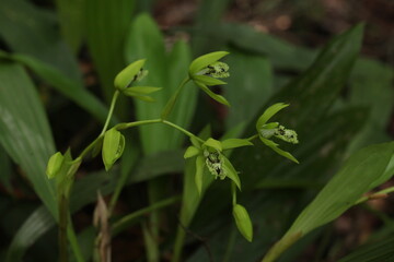 Black Orchid Flowers From Borneo Forest